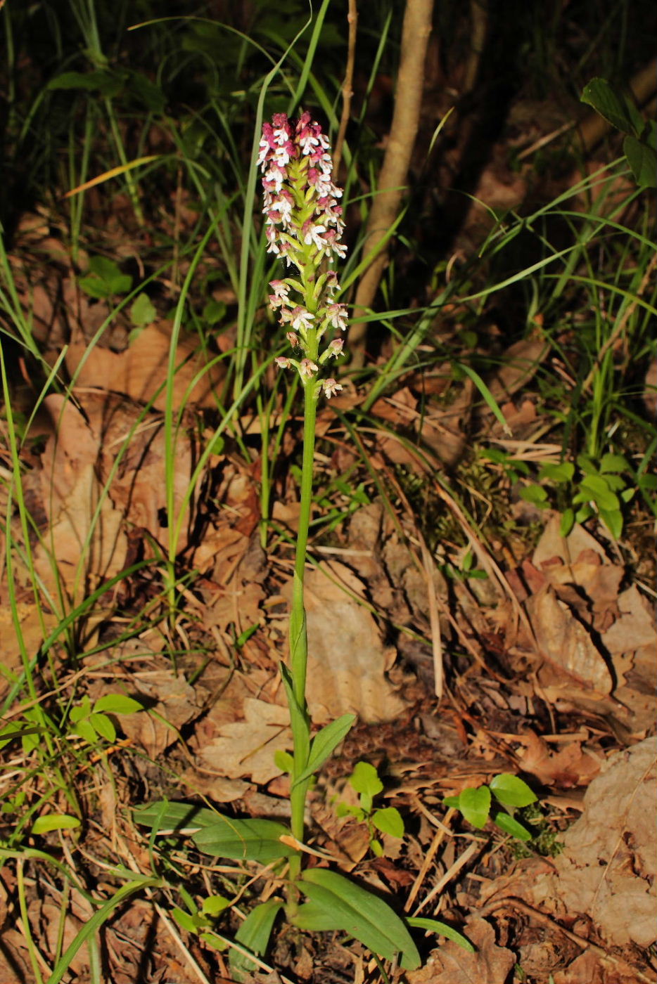 Orchidee Basso PiemonteEntroterra Liguria